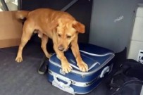 Narkotik Köpekleri 15 Kilo Esrar Buldu