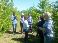 GÖKOVA - Sığla Almanya'da Tanıtılacak