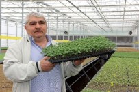 Yalova'da Vatandaşa Ve Çiftçilere 500 Bin Fide