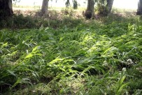 Adana'da Sağanak Ve Dolu Milyonlarca Liralık Zarara Neden Oldu