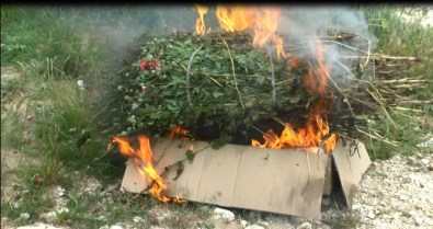 Edirne'de 750 Kök Haşhaş Bitkisi İmha Edildi