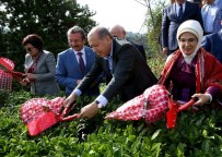 YÜKSEK YARGI - Cumhurbaşkanı Erdoğan Çay Bahçesine Girdi, Çay Kesti
