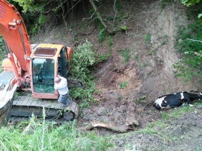 Dereye Düşen İnek Kepçeyle Kurtarıldı