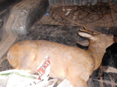 Tren'in Çarptığı Ceylan Telef Oldu