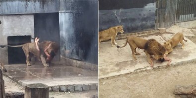İntihar notu yazıp aslanların kafesine girdi