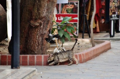 Kargalar Kedileri Dolaştırmıyor