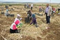 TARIM İŞÇİSİ - Sarımsak Hasadı 10 Bin Tarım İşçisine İş İmkanı Sağlıyor