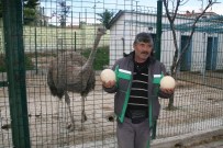 MİDİLLİ ATI - Yozgat Hayvanat Bahçesindeki Devekuşu Yumurtladı
