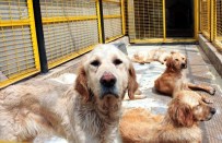 ATLANTA - ABD'den Türkiye'de Golden Operasyonu