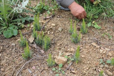 Akdağmadeni'nde Sarıçam Tabii Gençleştirme Çalışmaları Yüz Güldürüyor