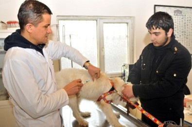 Hedef, Aşılanmamış Evcil Hayvan Bırakmamak