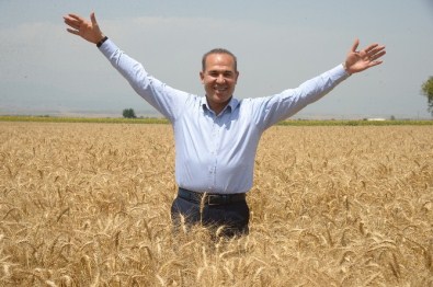 İmamoğlu'nda Buğday Hasat Günü