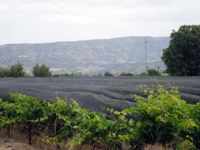 Sarıgöl'de 5 Bin Dekar Alan Doludan Zarar Gördü