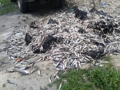 Van'da 8 Ton 580 Kilogram Kaçak Balık Ele Geçirildi