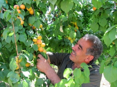 Araban'da Organik Meyvecilik Gelişiyor