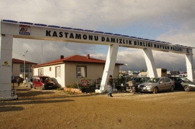 Kastamonu'da Hayvan Pazarı, Şap Hastalığı Nedeniyle Kapatıldı