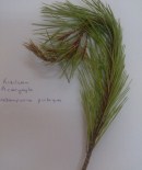 SÜRGÜN - Adana'da İlk Kez Pas Mantarı Hastalığı Görüldü