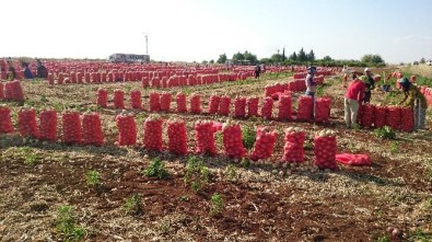 20 kuruşa bile müşteri bulamıyorlar