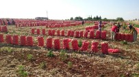 SOĞAN ÜRETİCİLERİ - 20 kuruşa bile müşteri bulamıyorlar