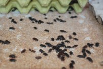 SUPHI KÜSBECI - GDO'lu Yemlere Alternatif Yem