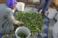 Görüntüsü Karpuza Benzeyen, Salata Tadındaki Şelengo Tezgahlarda Yerini Aldı
