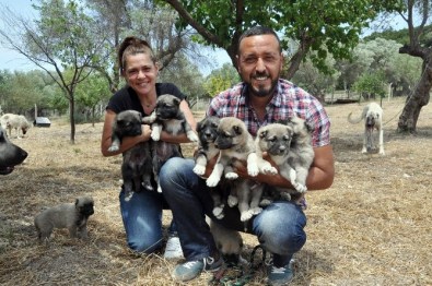 İstanbul'dan Kaçıp İzmir'de Köpek Çiftliği Kurdular