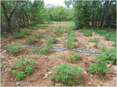 Malatya'da Çok Sayıda Uyuşturucu Madde Ve Mühimmat Ele Geçirildi