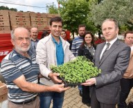 Bursa'da 'Şeker Otu' Dönemi