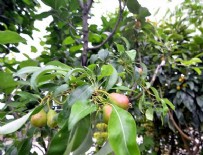 YEŞILBAĞCıLAR - 'Kokteyl' gibi meyve ağacı