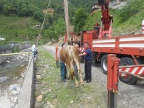 RİZE BELEDİYESİ - Rize'de Çiftleşmekten Kaçarken Dereye Düşen Düveyi İtfaiye Ekipleri Kurtardı