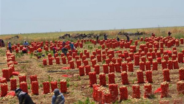 20 kuruşa bile müşteri bulamıyorlar