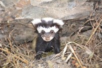 KURBAĞA - Batman'da 'Alaca Kokarca' Bulundu