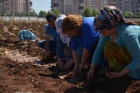ORGANİK PAZAR - Diyarbakır'da Kent Bostanına Fideler Dikildi