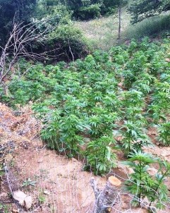 Jandarma'dan Hint Keneviri Yetiştirenlere Suç Üstü