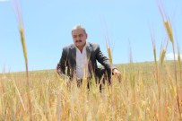ENERJİ BAKANLIĞI - Karaman'da Arpa Ve Buğday Susuzluktan Kurudu