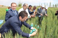 Süneye Karşı Doğaya 500 Bin Adet Faydalı Böcek Salındı