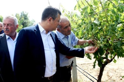 CHP'li Özel, Doludan Zarar Gören Üzüm Bağlarını İnceledi