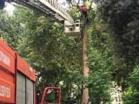 DEMOKRASİ PARKI - İtfaiye Tehlikeye Neden Olan Ağaç Dallarını Kesti