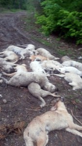 Kastamonu'da Sokak Köpeklerinin Zehirli İğne İle Öldürüldüğü İddiası