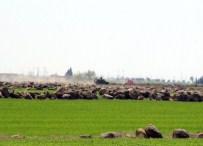 ROKET MERMİSİ - Kilis, 18 Gün Aradan Sonra Roketli Saldırının Şokunu Yaşıyor