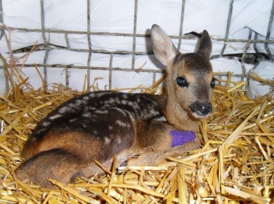 Vatandaşlara 'Karaca' Uyarısı