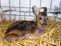 İSHAK YıLMAZ - Vatandaşlara 'Karaca' Uyarısı