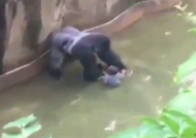 Minik Çocuk Goril Kafesine Düştü