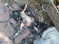 SOKAK KÖPEĞİ - Tekirdağ'da Başıboş Köpekler Kümesteki Tavukları Telef Etti