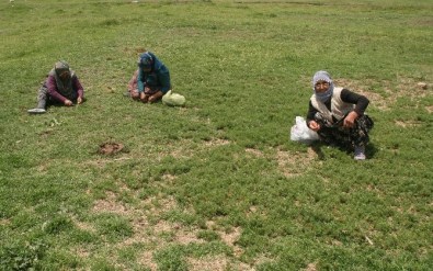 Yozgat'ta Yağışlar Madımak Toplayıp Satan Kadınları Sevindirdi