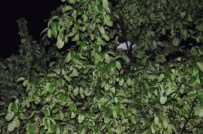 KILIMLI BELEDIYESI - Ağaçta Mahsur Kalan Kediler İtfaiyeyi Alarma Geçirdi