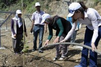 TARIM ÜRÜNÜ - Büyükşehir Belediyesi, Kivi Yetiştiriciliği Projesini Hayata Geçirdi