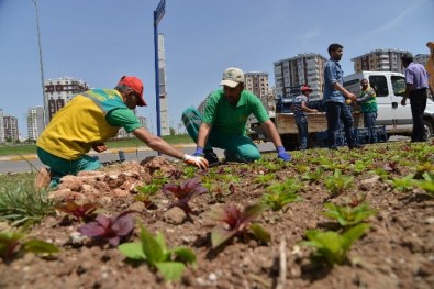 Mevsimlik Çiçek Dikimi Başladı