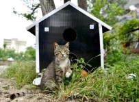 Yıldırım'da Hayvanlar Sahipsiz Değil