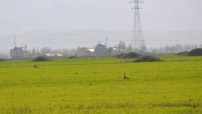 Muş'ta Toy Kuşu Envanter Çalışması Yapıldı